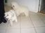 Coton de tulear Oscar