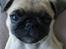 Mops ¤Luie¤ - Hej.-)