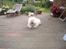 Coton de tulear Oscar