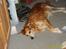 Golden retriever Trunte R.I.P 4/7-08 - Efter en lang dag i haven.