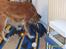 Golden retriever Trunte R.I.P 4/7-08 - Jeg gemmer mit kødben.