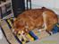 Golden retriever Trunte R.I.P 4/7-08 - Kigger på mor..