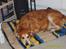 Golden retriever Trunte R.I.P 4/7-08 - Nej mor jeg gider ikke flytte mig.