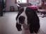 Engelsk springer spaniel Vilma ( Putte) - HEJ