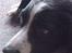 Engelsk springer spaniel Vilma ( Putte) - ÅH hvor er jeg træt:(
