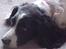 Engelsk springer spaniel Vilma ( Putte) - Nu tror jeg at jeg vil sove.