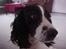 Engelsk springer spaniel Vilma ( Putte) - Jeg kunne da godt blive foto model:)