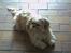 Shih tzu Fjante (død)