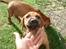 Rhodesian ridgeback Hazinas 4th Ajabu - Gaius