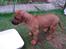 Rhodesian ridgeback Hazinas 4th Ajabu - Gaius
