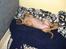 Rhodesian ridgeback Hazinas 4th Ajabu - Gaius