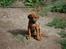 Rhodesian ridgeback Hazinas 4th Ajabu - Gaius
