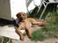 Rhodesian ridgeback Hazinas 4th Ajabu - Gaius