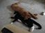 Rhodesian ridgeback Hazinas 4th Ajabu - Gaius
