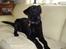 Labrador retriever Boss - HOV hvad er det??