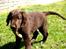 Flat coated retriever Victor Holstein - ca 3 måneder . Victor 