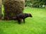 Flat coated retriever Victor Holstein - 5 måneder næsten ½ år :)