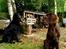 Flat coated retriever Victor Holstein - Victor og Duncan ( Vores anden hund)