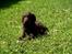 Flat coated retriever Victor Holstein - Charmetrolden