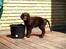 Flat coated retriever Victor Holstein - Tørstig ?