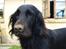 Flat coated retriever Jiggers whait for Duncan - Duncan sommer 06 , efter en go gravtur ( han ved ikke han er for stor til at være gravhund )