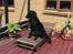 Flat coated retriever Jiggers whait for Duncan - Sommer 06 Duncan har fundet sig tilrette på solsengen