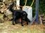 Flat coated retriever Jiggers whait for Duncan - Sommer 07 Duncan 