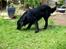 Flat coated retriever Jiggers whait for Duncan - Sommer 07 :) Duncan 