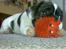 Blanding af racer Coco (21.05.07 - 01.05.19)  - piv piv ...01/10/07