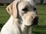 Labrador retriever Juelsgaard's Coat of Many - Juelsgaard´s Coat of Many Colours