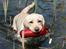 Labrador retriever Juelsgaard's Coat of Many - Vandapportering