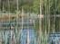 Labrador retriever Juelsgaard's Coat of Many - Lidt mere vand