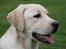 Labrador retriever Juelsgaard's Coat of Many