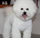 Bichon à poil frisé Lucy stars White Nimbus