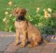 Rhodesian ridgeback Hazinas 4th Ajabu - Gaius