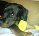 Rottweiler balto