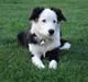 Border collie Effie