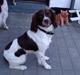 Engelsk springer spaniel Frida