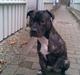 Amerikansk staffordshire terrier cammo
