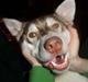 Alaskan husky Nanook