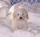 Bichon havanais Bazoo