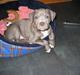 Amerikansk staffordshire terrier Costa