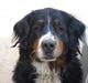 Berner sennenhund Bella