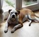 Amerikansk bulldog Eddie