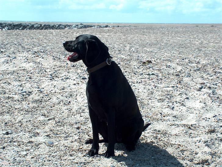 Labrador retriever Tilde - Ved stranden..:D billede 3