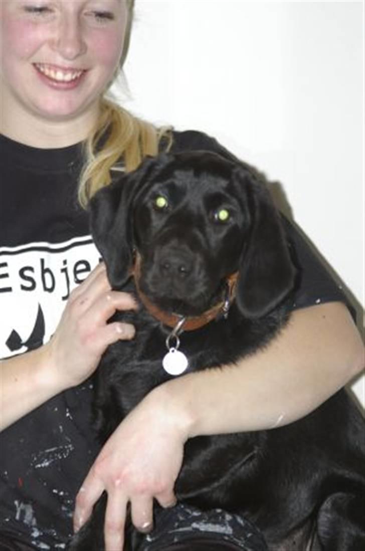 Labrador retriever Tilde billede 4