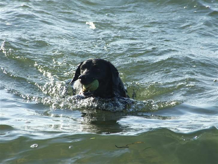 Blanding af racer Olivia billede 4