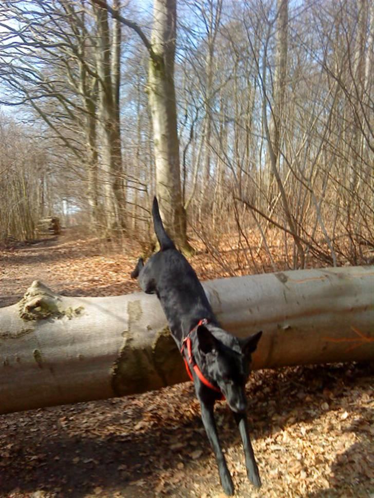 Blanding af racer Olivia - Livi springer i skoven. :p Taget med mobil d. 20/3-09 billede 6