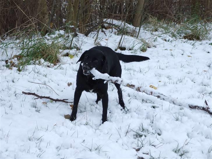 Blanding af racer Olivia - d. 24/11-08 billede 18