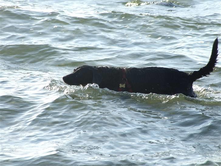 Blanding af racer Olivia billede 9